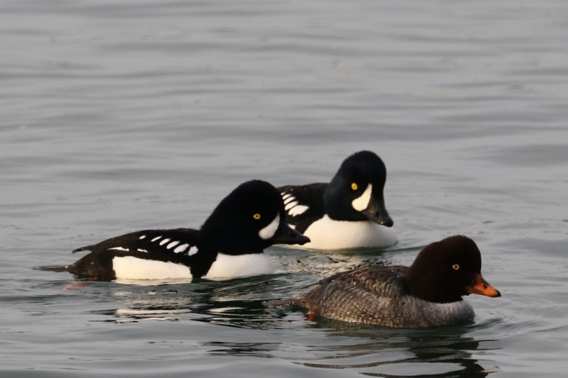 Barrow's Goldeneye - ML646710594