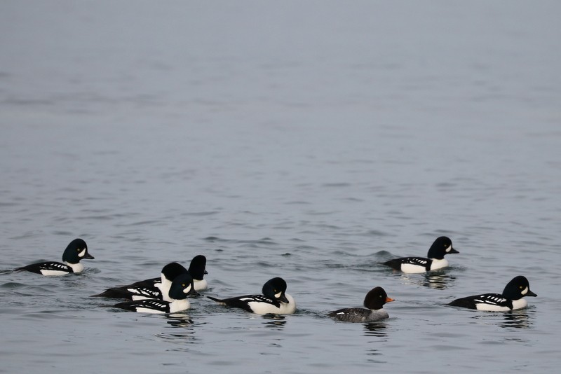 Barrow's Goldeneye - ML646710595