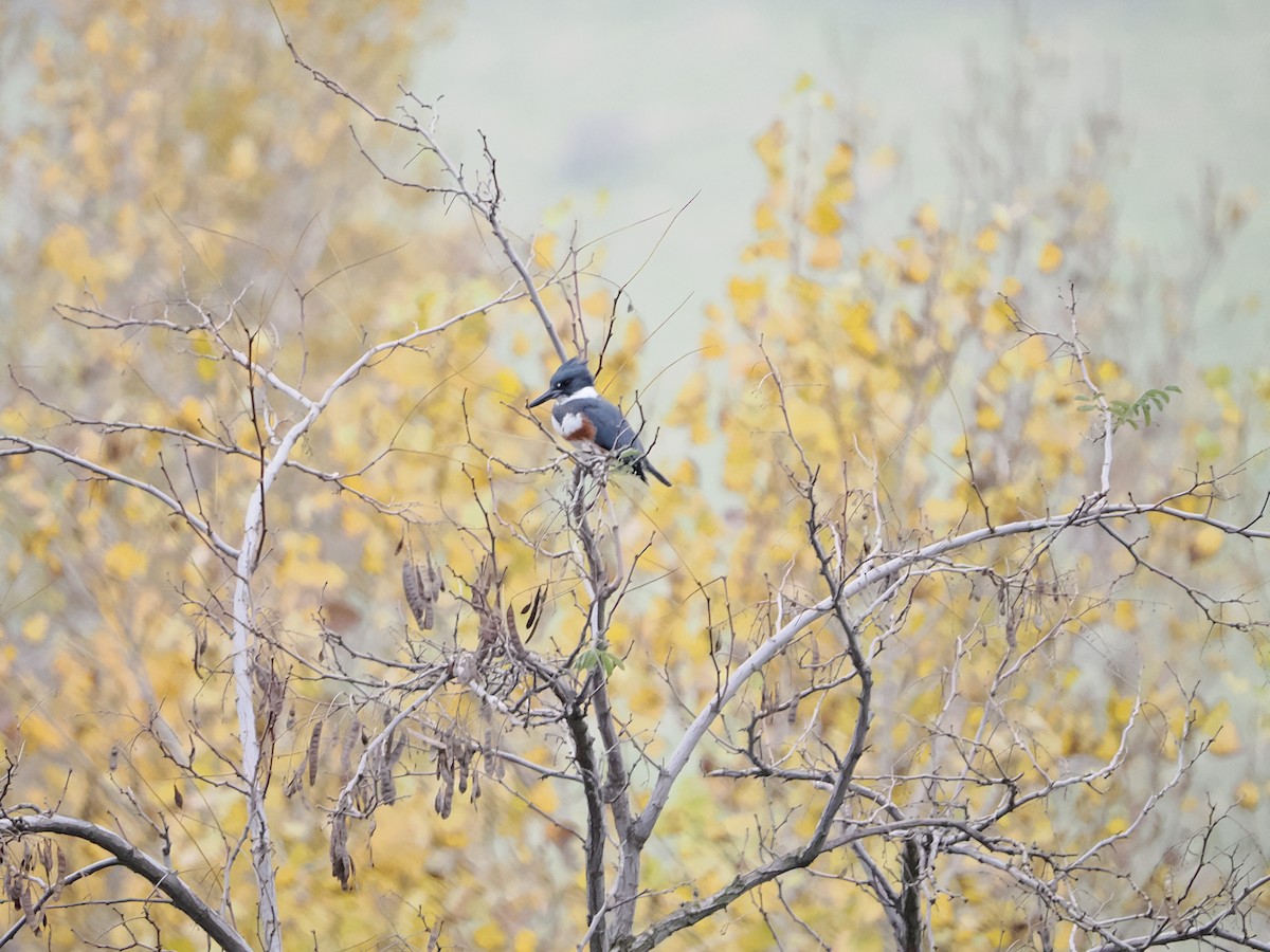 Belted Kingfisher - ML646710596