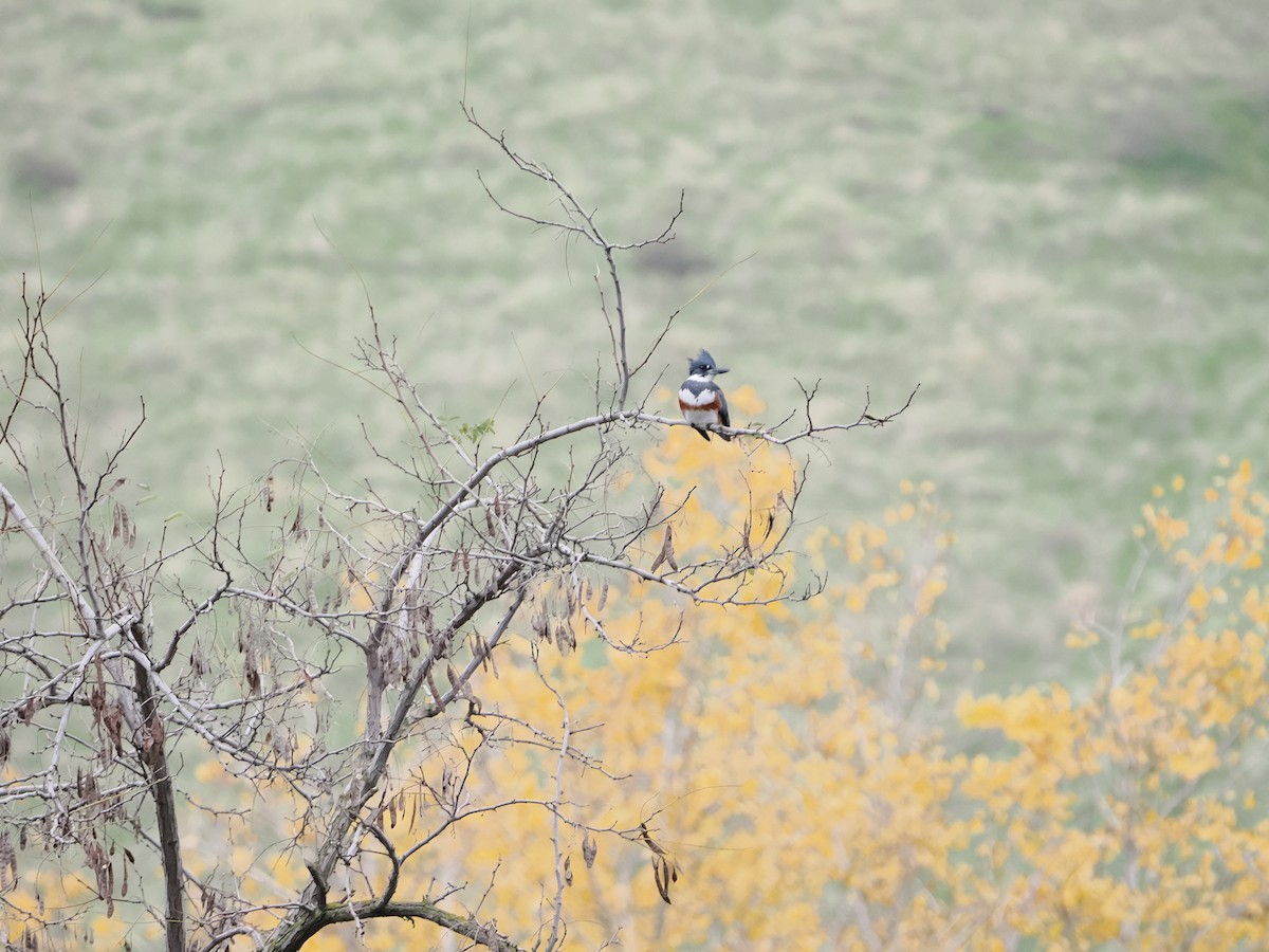 Belted Kingfisher - ML646710597