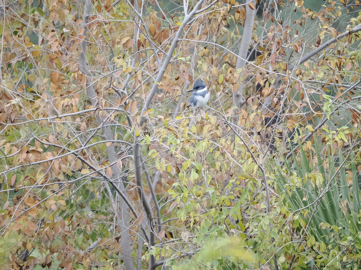 Belted Kingfisher - ML646710598