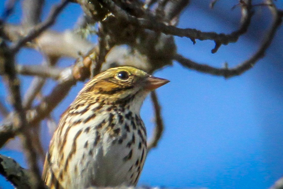 Bruant des prés - ML646710599