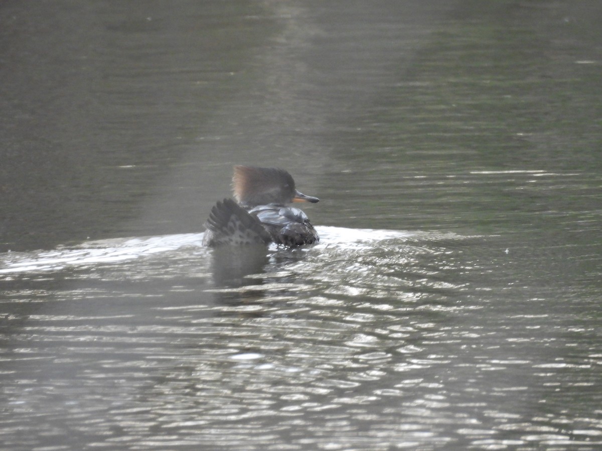 Hooded Merganser - ML646710600