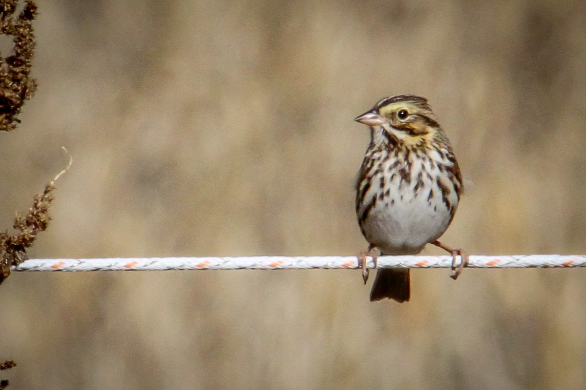 Bruant des prés - ML646710601