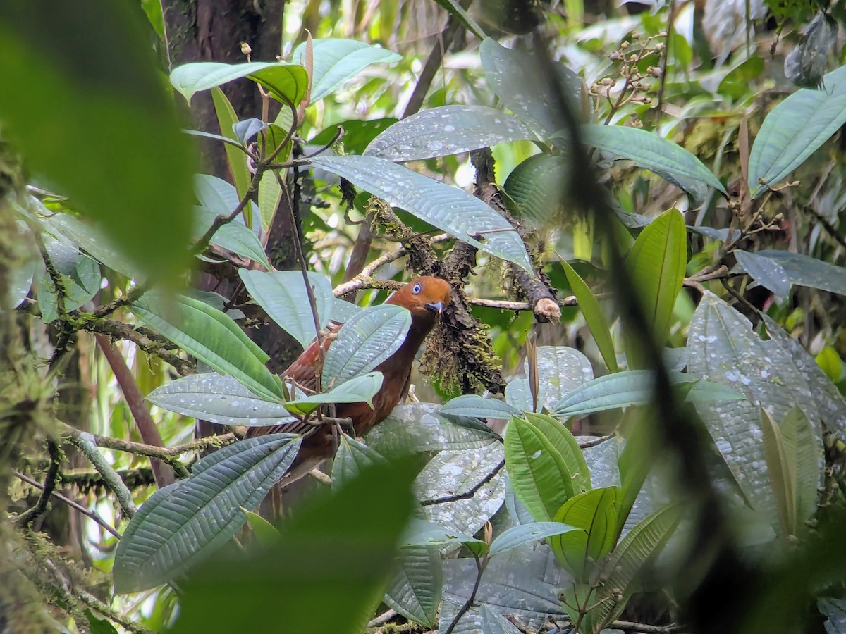 アンデスイワドリ - ML646710604