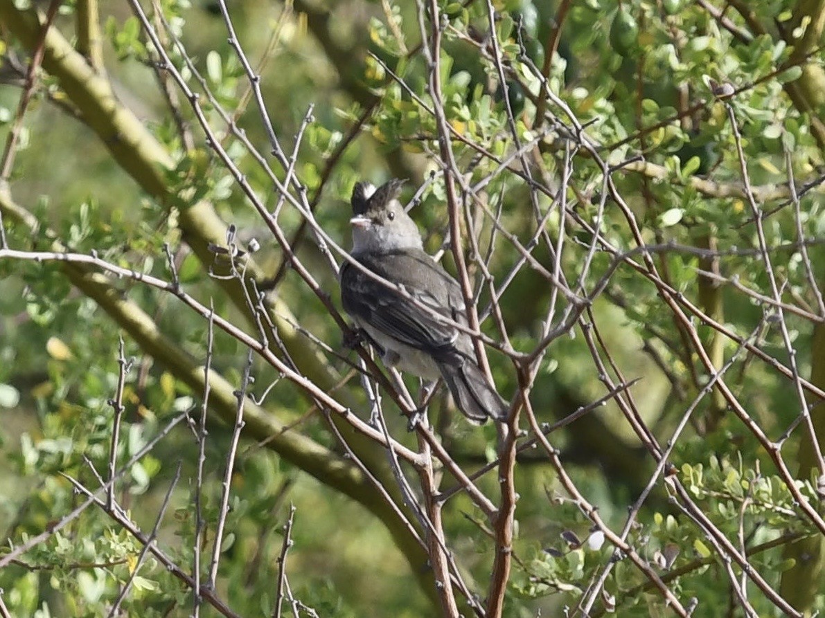 White-crested Elaenia (Peruvian) - ML646710606