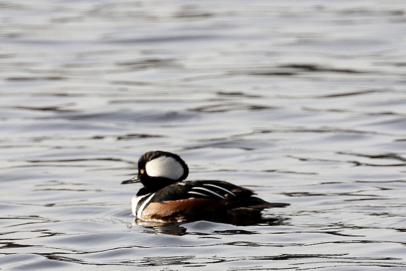 Hooded Merganser - ML646710607