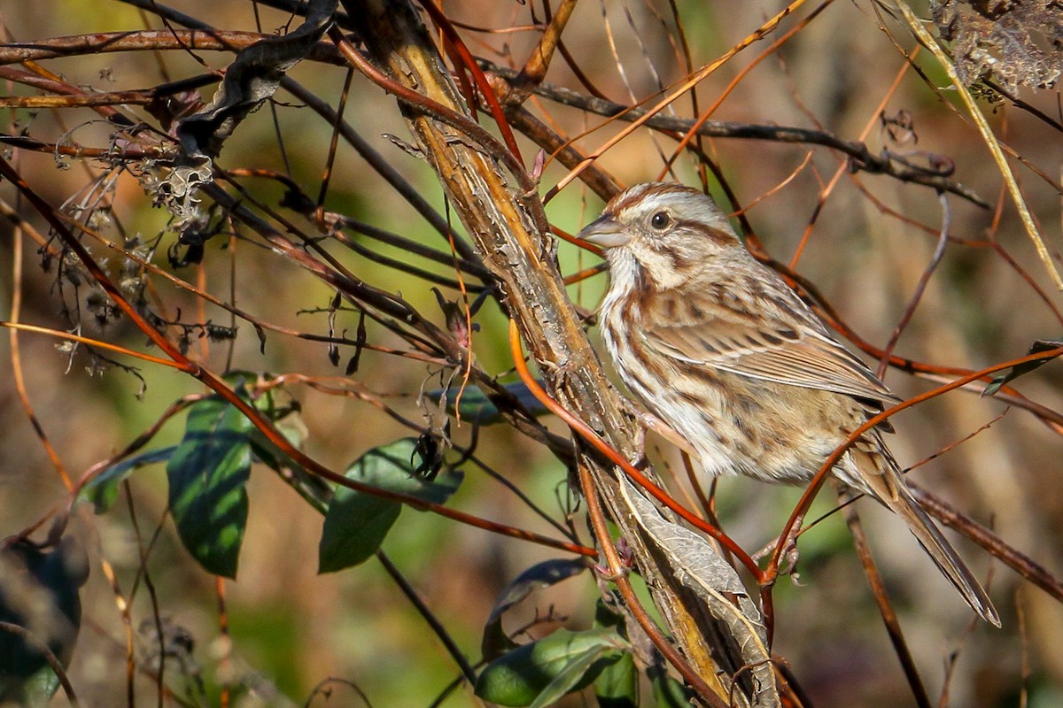 Bruant chanteur - ML646710609