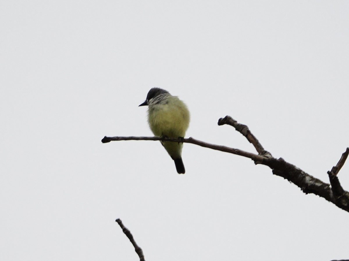 Cassin's Kingbird - ML646710610