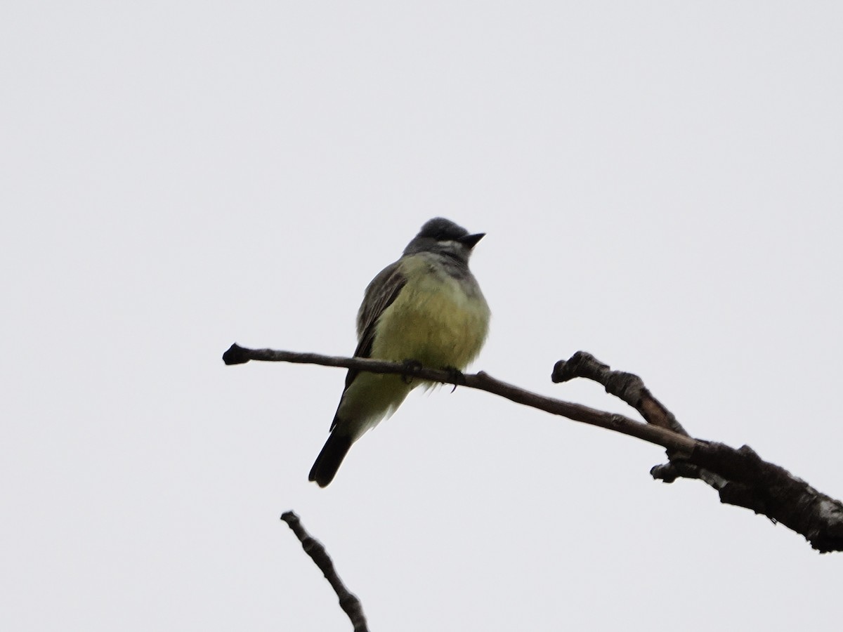 Cassin's Kingbird - ML646710611