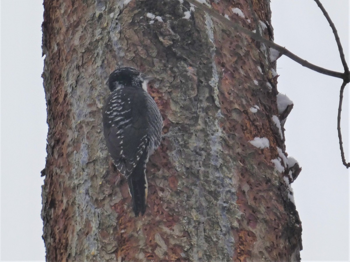 American Three-toed Woodpecker - ML646710612