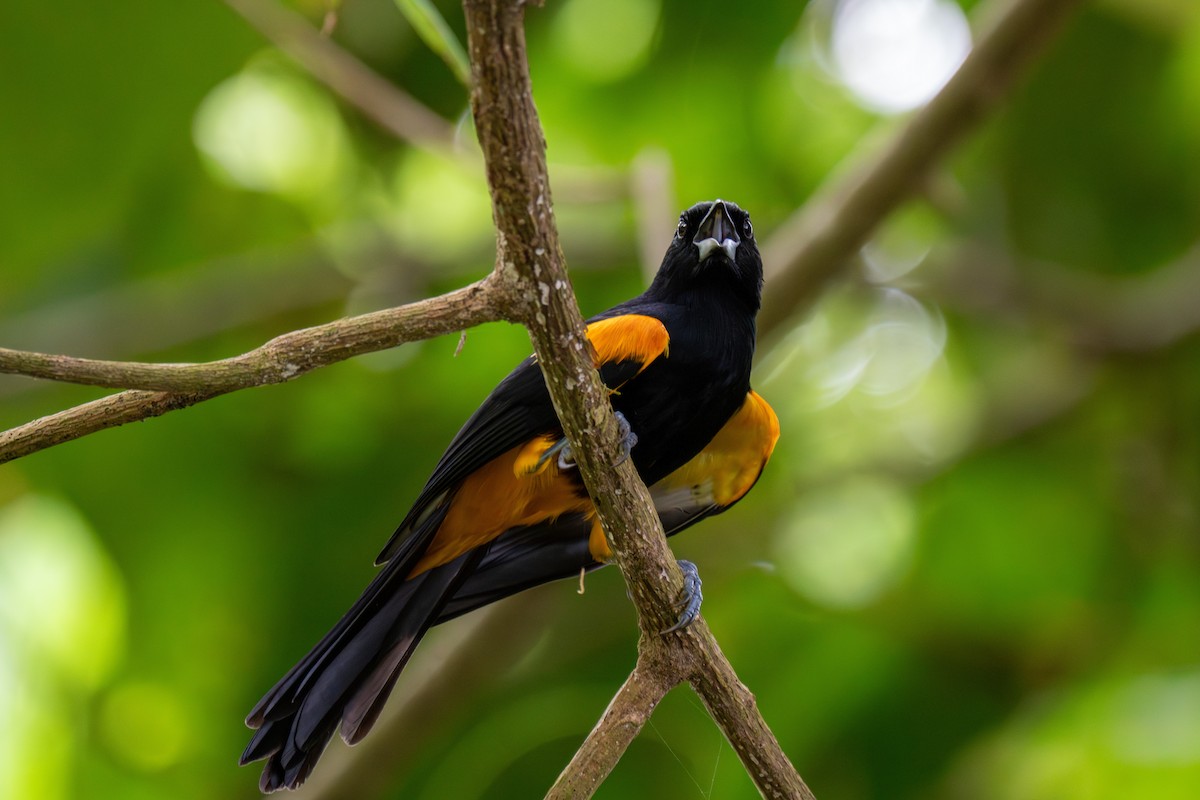 Трупіал санта-лусійський - ML646710613