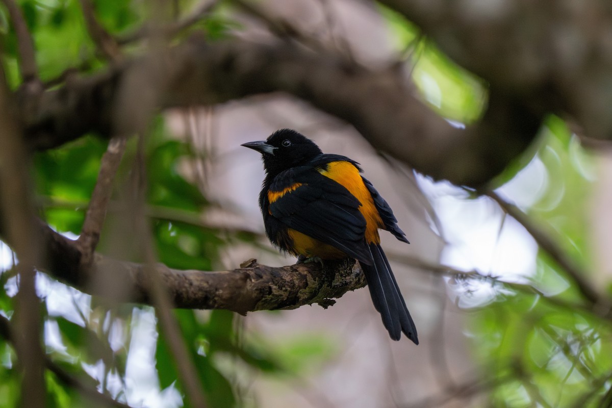 Трупіал санта-лусійський - ML646710614