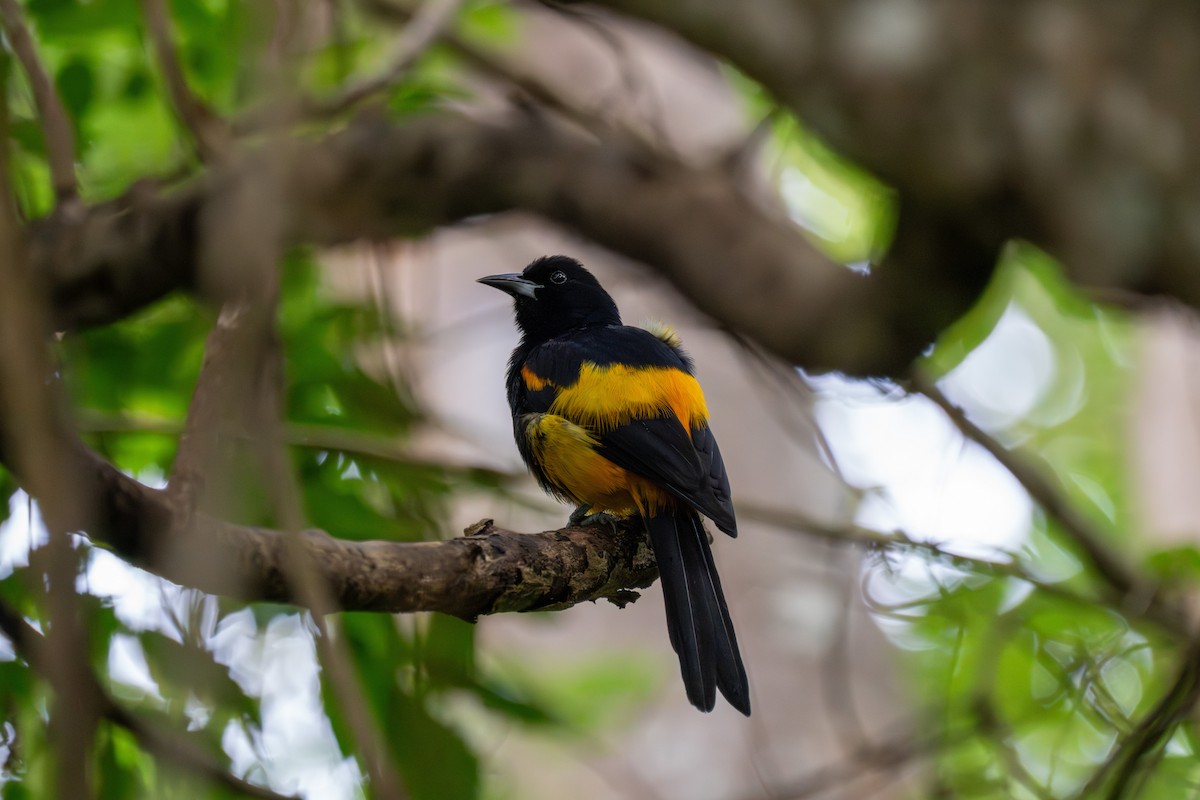 Трупіал санта-лусійський - ML646710615