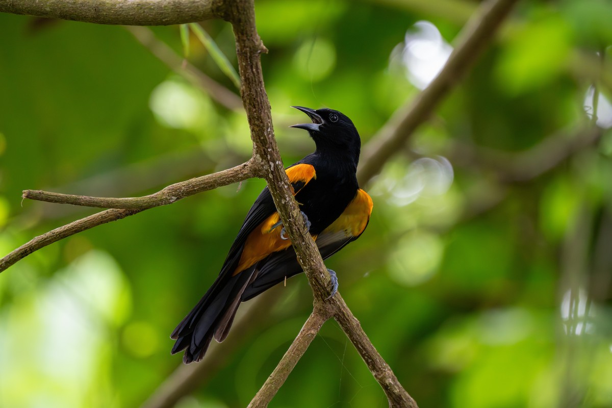 Трупіал санта-лусійський - ML646710616