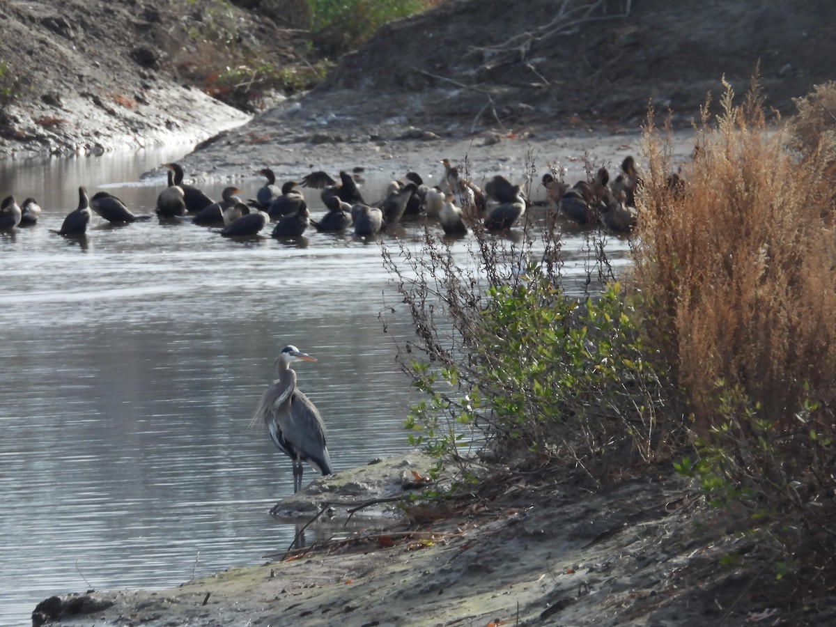 Double-crested Cormorant - ML646710618