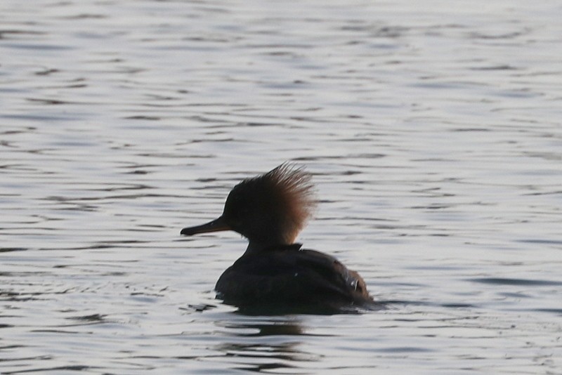 Hooded Merganser - ML646710619
