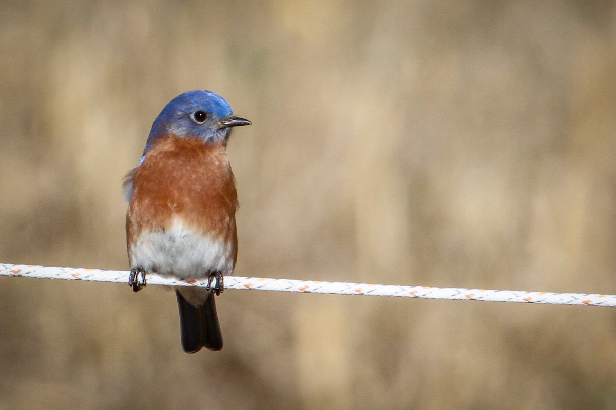 Merlebleu de l'Est - ML646710622