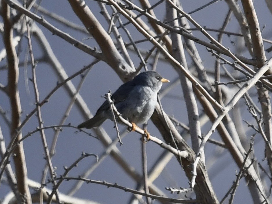 Slender-billed Finch - ML646710623