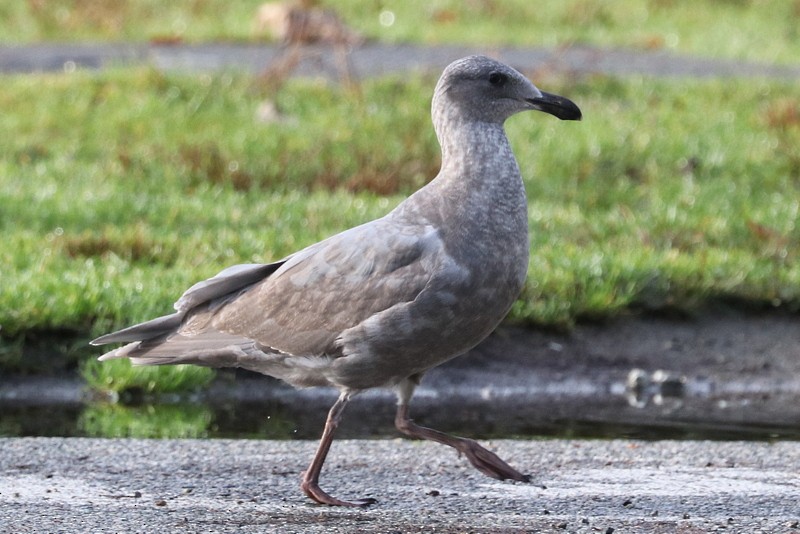 Glaucous-winged Gull - ML646710625