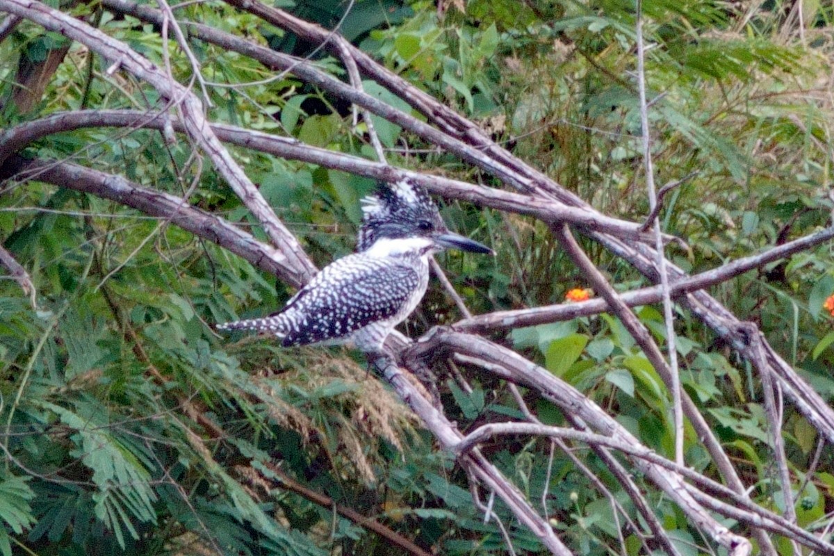 Рибалочка-чубань азійський - ML646710626