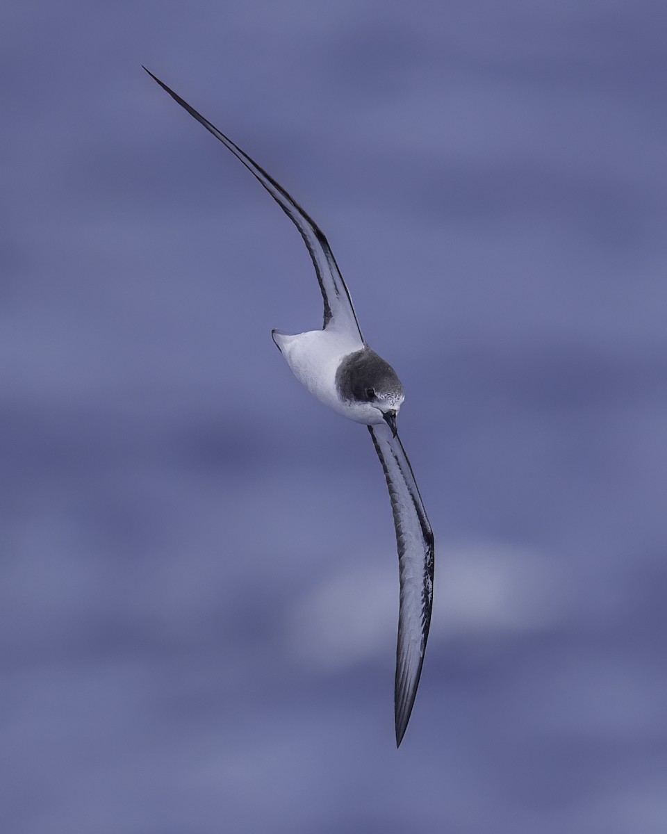 buřňák černohlavý - ML646710627