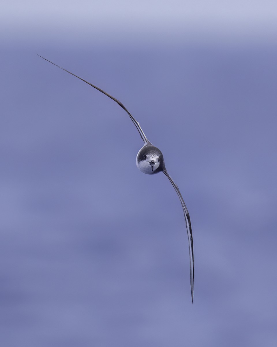 buřňák černohlavý - ML646710628