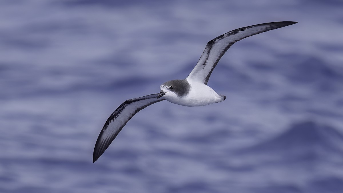 buřňák černohlavý - ML646710629