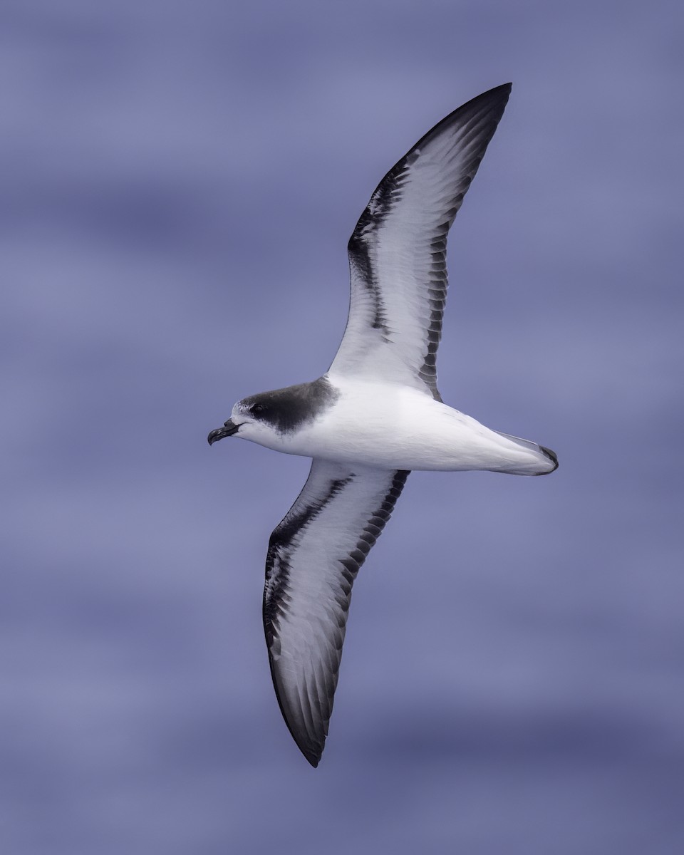 buřňák černohlavý - ML646710630