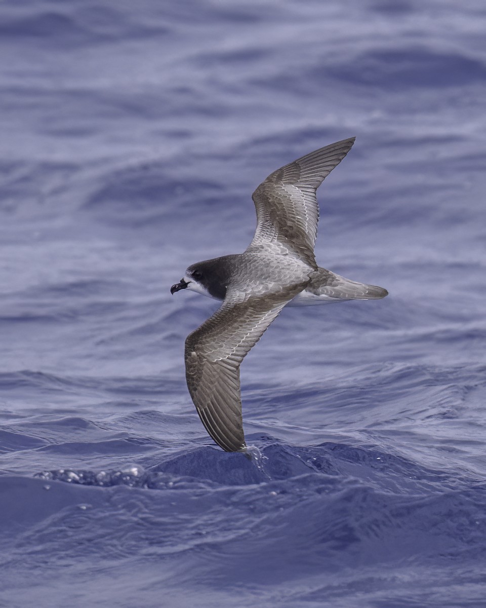 buřňák černohlavý - ML646710631