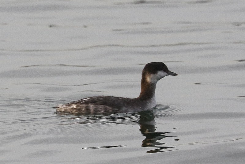 Horned Grebe - ML646710637