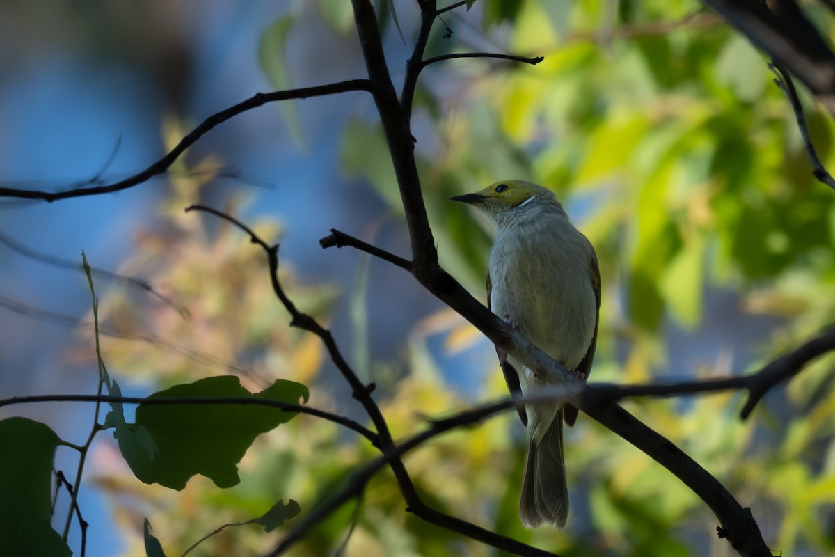 White-plumed Honeyeater - ML646710638