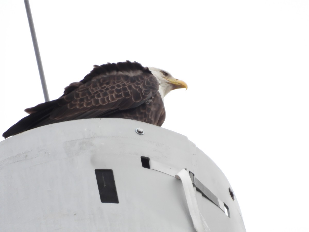 Bald Eagle - ML646710639