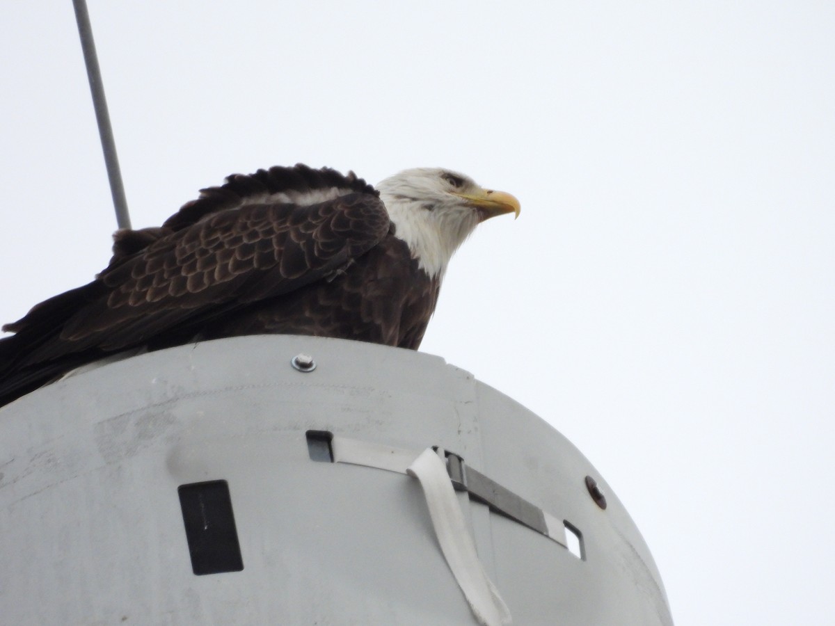 Bald Eagle - ML646710640