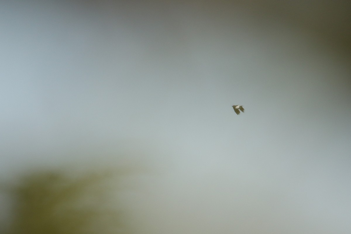 Red-headed Woodpecker - ML646710656