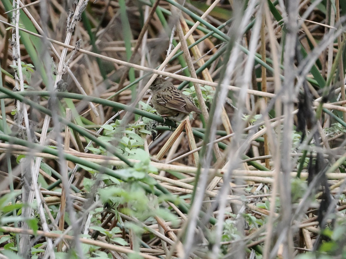 Golden-crowned Sparrow - ML646710657