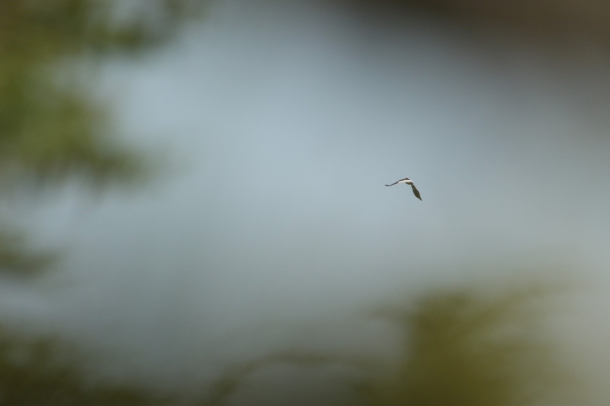 Red-headed Woodpecker - ML646710658