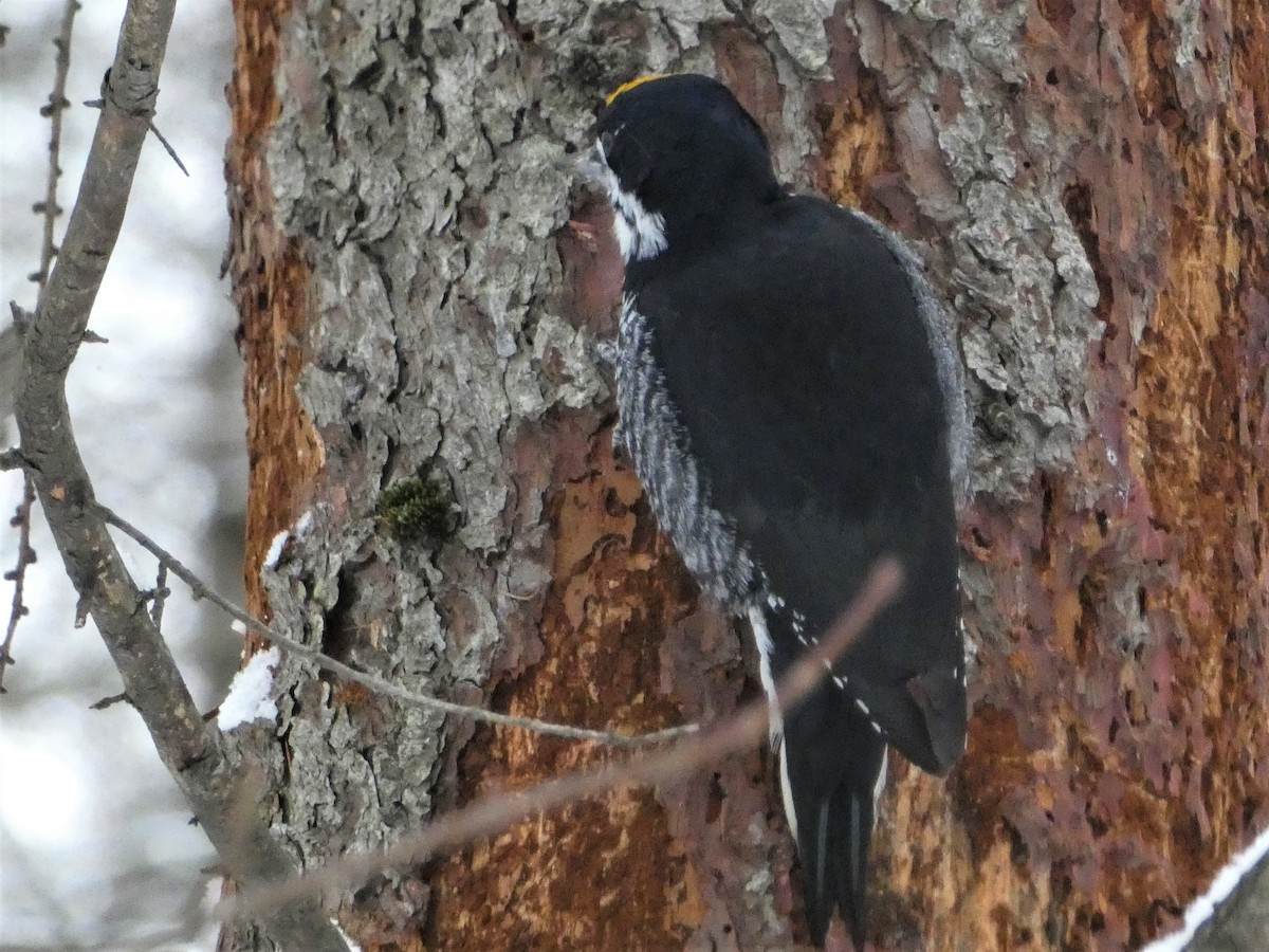 svartryggspett - ML646710661