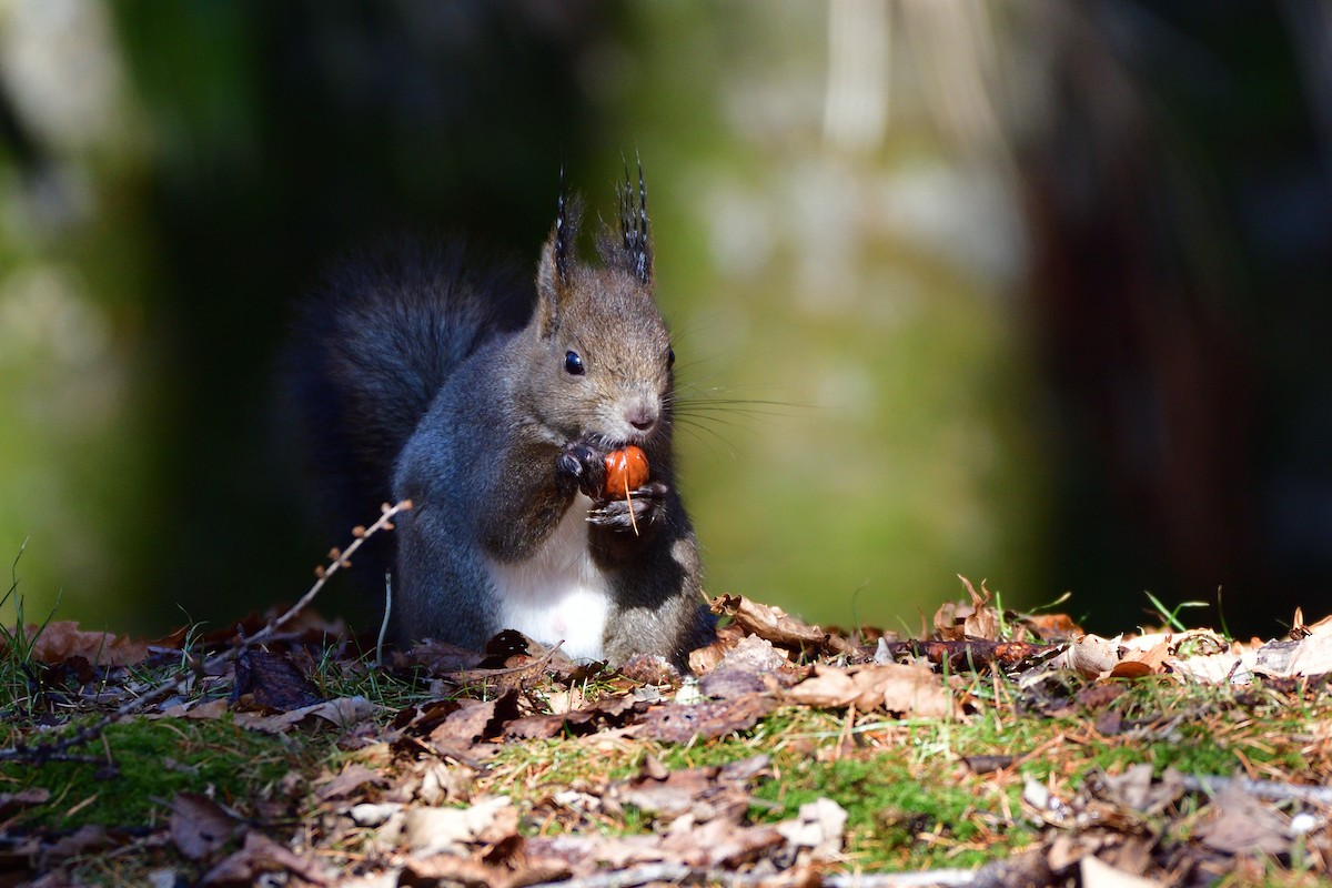 Japanese Red Squirrel - ML646710663