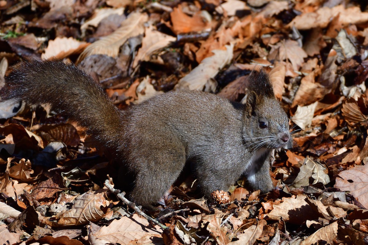 Japanese Red Squirrel - ML646710664