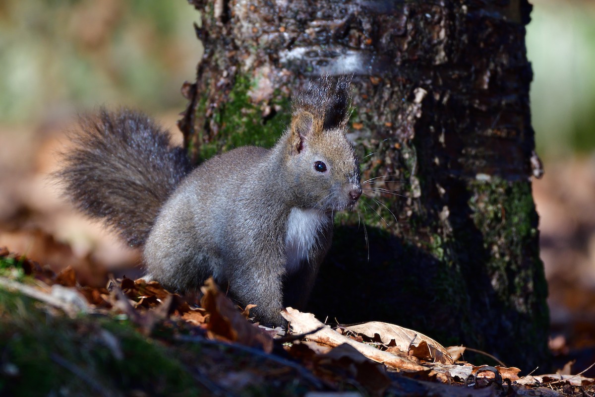 Japanese Red Squirrel - ML646710665