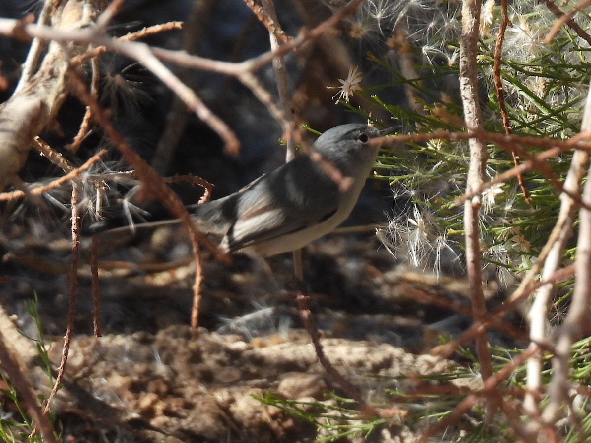 Black-tailed Gnatcatcher - ML646710666