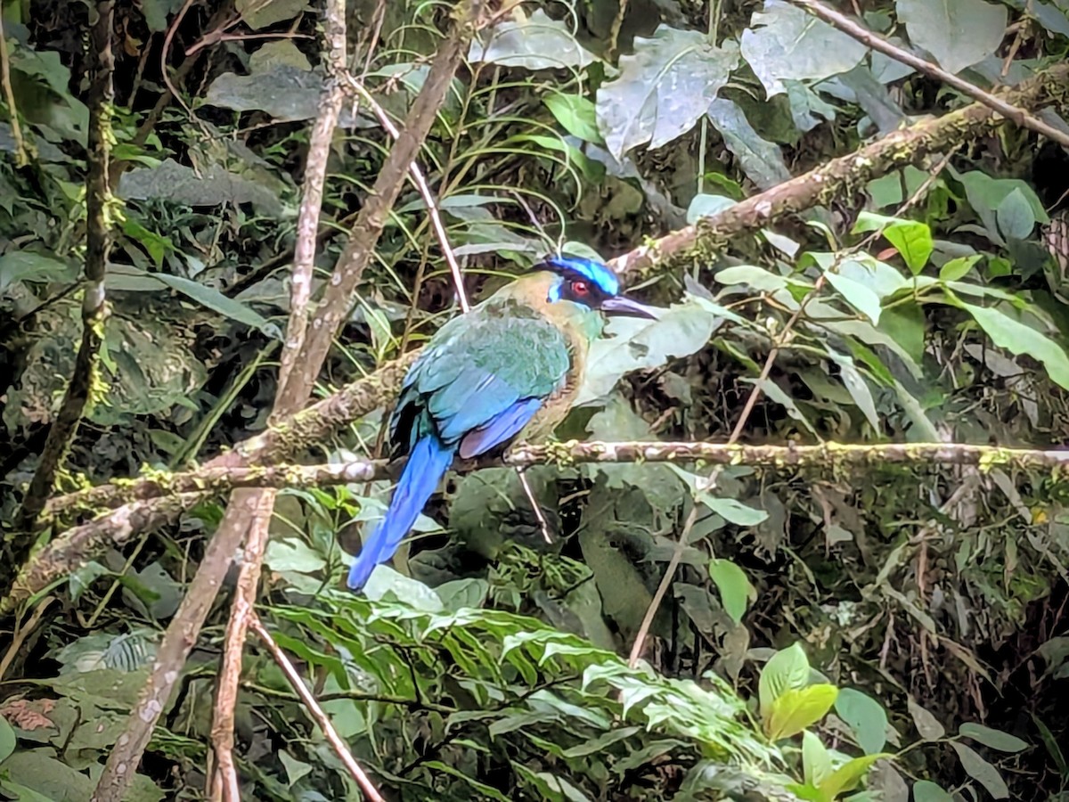 タカネハチクイモドキ - ML646710667