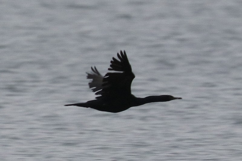 Pelagic Cormorant - ML646710670