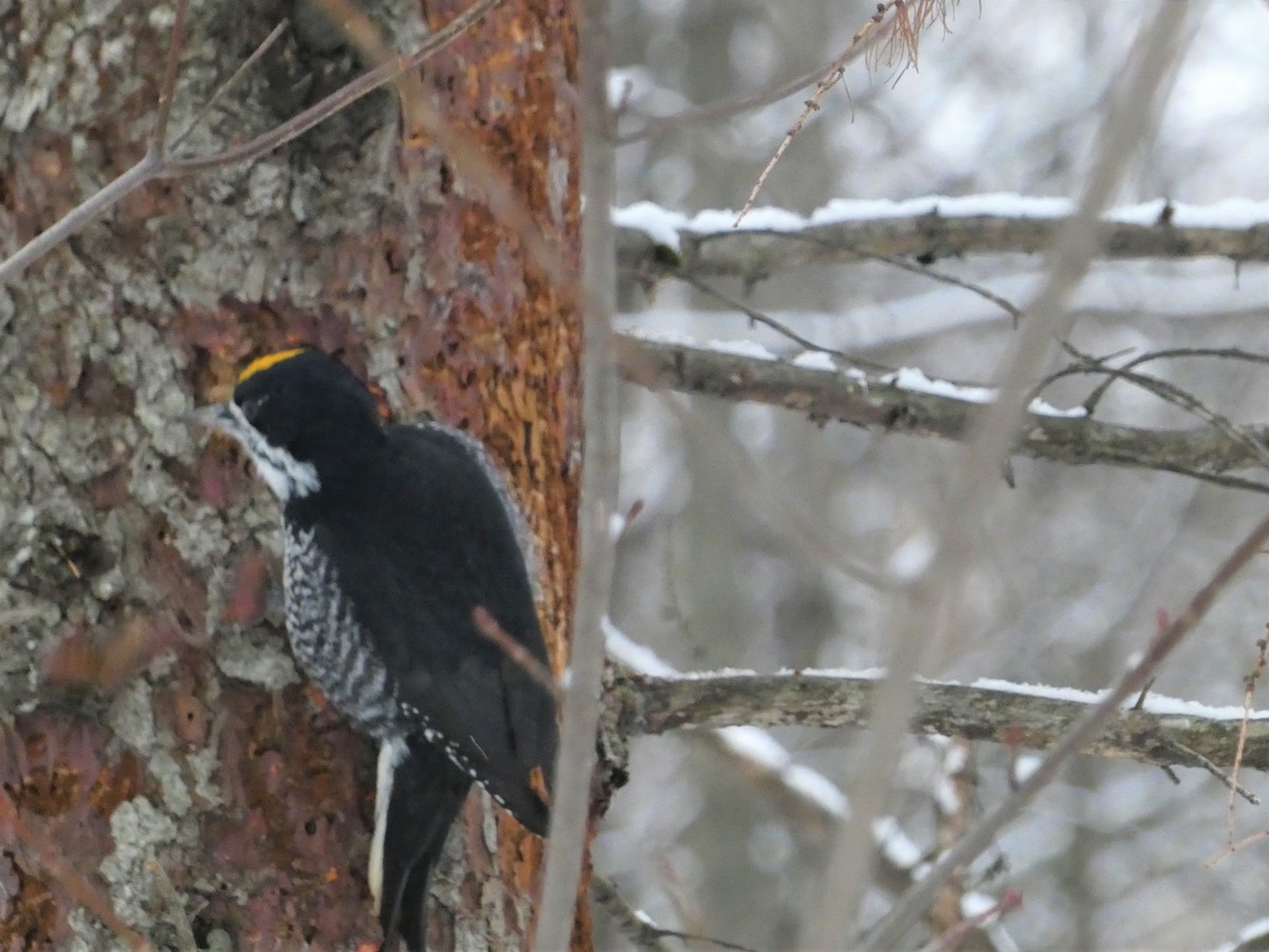 svartryggspett - ML646710671