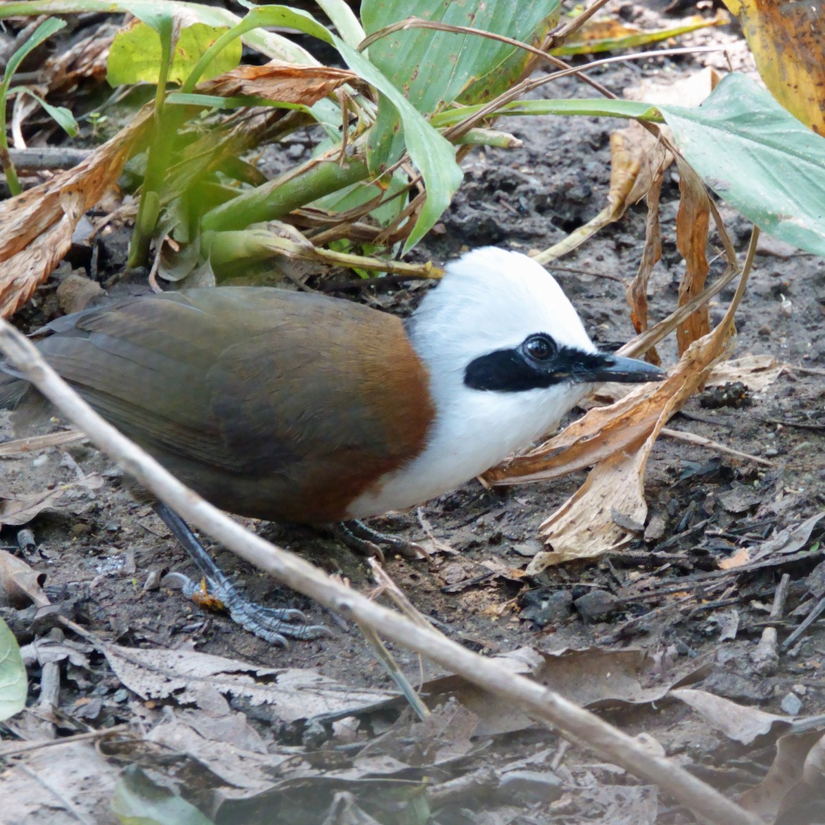 Чагарниця чубата - ML646710672