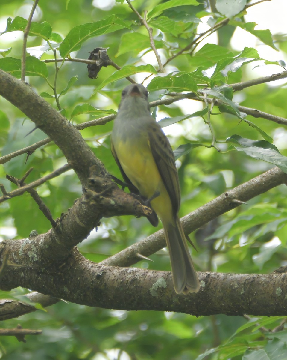 Panama Flycatcher - ML646710673