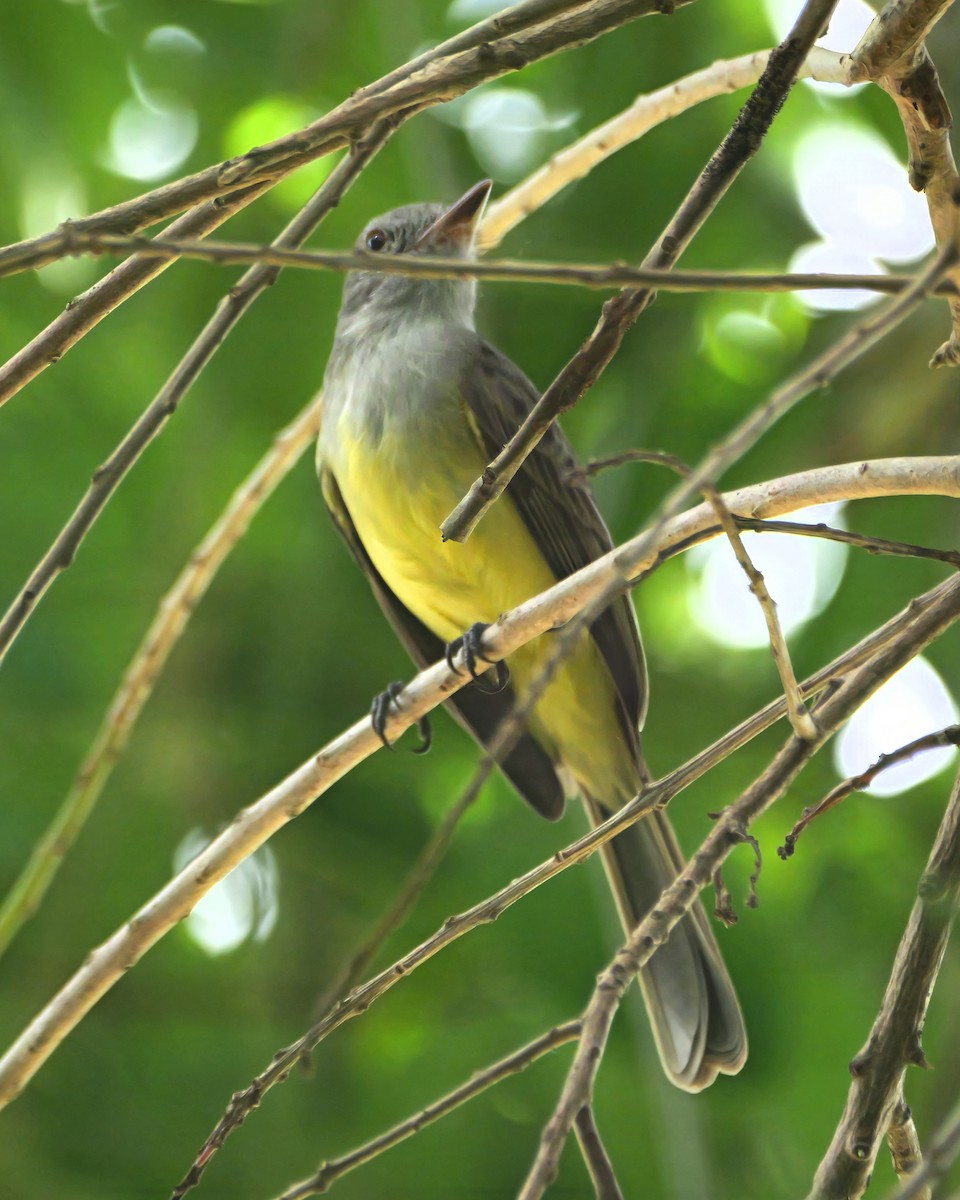 Panama Flycatcher - ML646710674