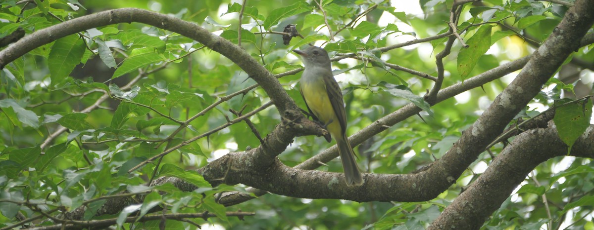 Panama Flycatcher - ML646710675
