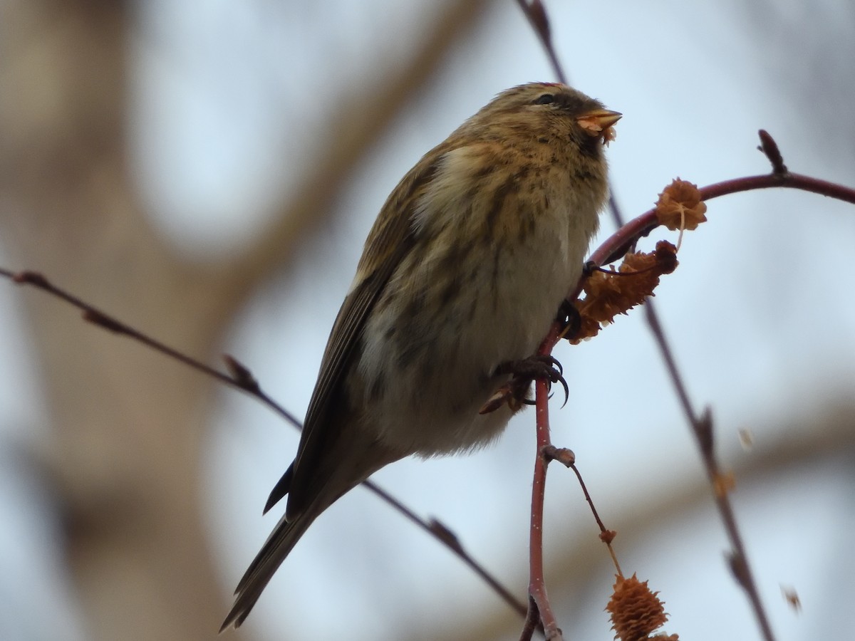 Redpoll - ML646710676